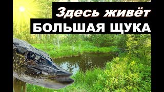Ловля щуки в прудах калужской области