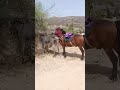 Horse Meeting Donkey Short