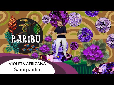 Violeta Africana - Saintpaulia ionantha