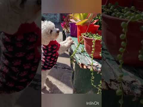 Quiero ver tus plantas,mami...💖💚#Mascotas # Perritos .