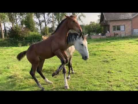 V-Charlotte : Chacfly PS X Thunder vd Zuuthoeve x Cassini 05/2021