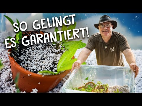 Pflanzen über Stecklinge vermehren ✂️ - mit diesem Equipment wirst du erfolgreich sein!