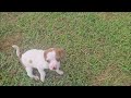 Beagle dogs for sale: Josh Queen Elizabeth Pocket Beagle - Video 1
