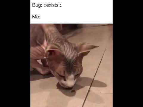 Cat Sniffs bug Moving on Floor and Starts Gagging - 1066607