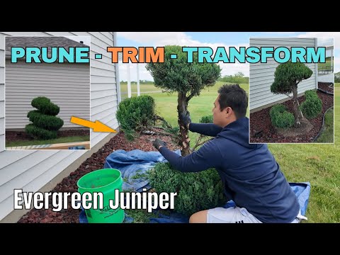 How to Prune & Transform a Large Evergreen Juniper Tree to a Bonsai Tree