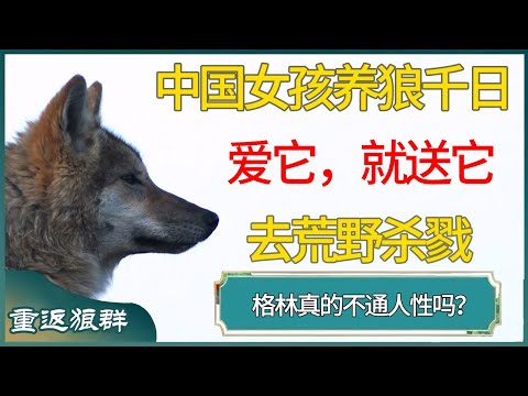 中国女孩养狼1000天：既然爱它，就必须送它去荒野杀戮。 #窦文涛 #梁文道 #马未都 #周轶君 #马家辉 #许子东 #圆桌派 #圆桌派第八季 #李微漪 #重返狼群 #格林
