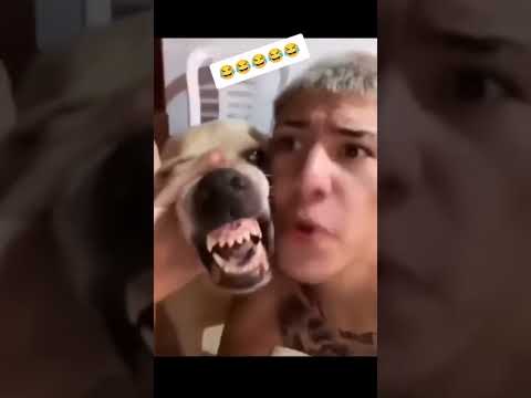 Dog! #dog #rap #hiphop #funk #rima #loko #cão #cachorro