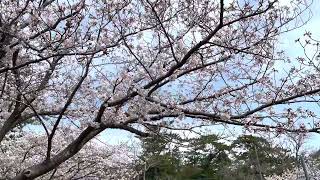 【下関市】綾羅木1号公園の桜