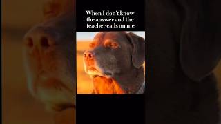 Download lagu I don’t know the answer | #meme #dog #teacher mp3 Download lagu I don’t know the answer | #meme #dog #teacher mp3