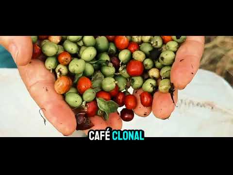 Cacaulândia: Um Tesouro Escondido no Coração do Brasil | Produção, Oportunidades e Natureza!