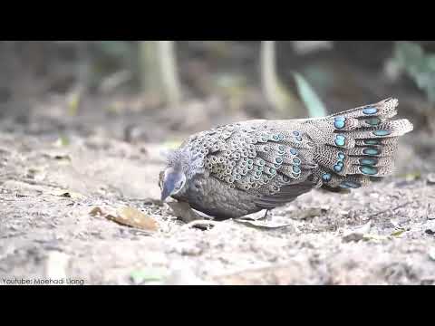 Mercy Masika, Emmy Kosgei & Evelyn Wanjiru - Subiri  Instrumental