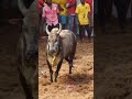 Jallikattu Virumandi