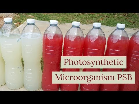 image-What is an example of a photosynthetic bacteria?