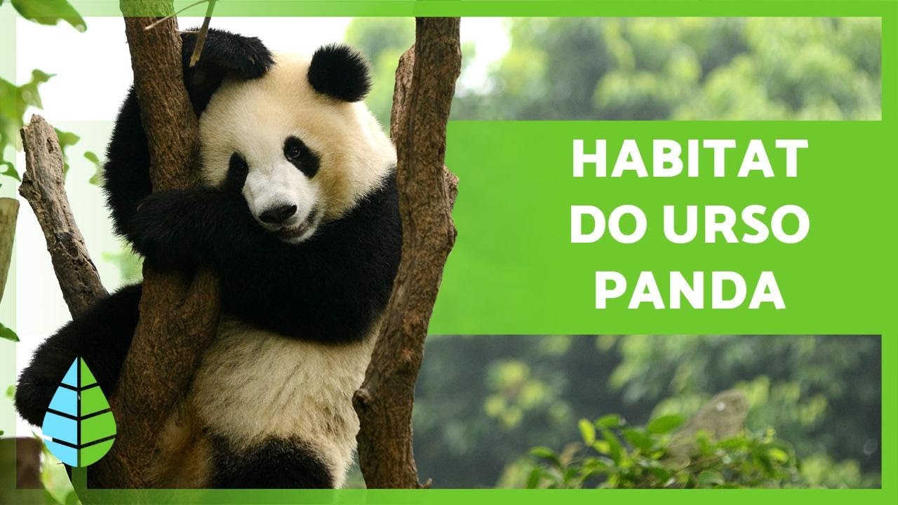 Qual é o HABITAT do URSO PANDA e como vive? 🐼🎋