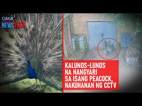Kalunos-lunos na nangyari sa isang peacock, nakuhanan ng CCTV GMA Integrated Newsfeed