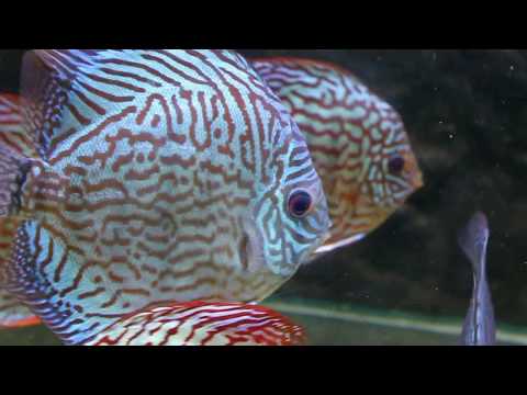 Discus Fish Varieties from Sydney Discus World Aquariums  HD Discus Fish Tank Tropical Fish