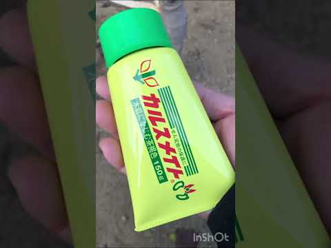 園芸 しだれイチジクの木