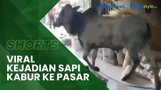 Viral Kejadian Sapi Kabur ke Pasar di Gunungkidul, Malah jadi Tontonan Warga