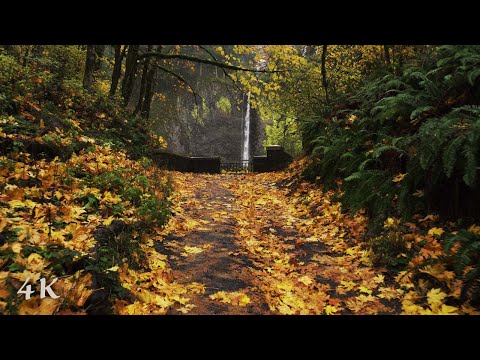 Latourell Falls Rainy Autumn Hike | Relaxing Ambient Nature Sounds, 4K