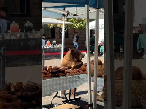 Bear eats pastries at Aspen farmer's market