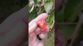 Kousa Dogwood Fruit 🍓 is amazing 😍 #food #foraging in #nature