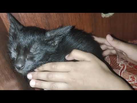 Marwah Introducing Lucky😘😘😘 But Suddenly We Stopped😭😭😭