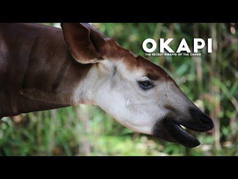 Okapi :The Secret Giraffe of the Congo