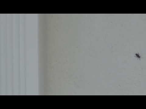 Boxelder Bugs Scaring Off Customers in Trenton, NJ