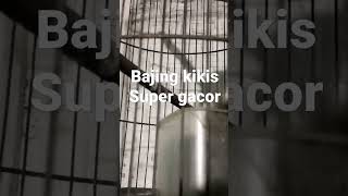Download lagu BAJING KIKIS GACOR mp3 Download lagu BAJING KIKIS GACOR mp3
