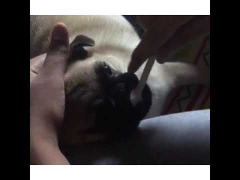 Pug Brushing Teeth | Brushing My Puppy's Teeth for the First Time | Brushing Tips