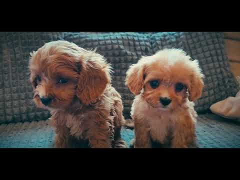 Cavapoo puppy for sale