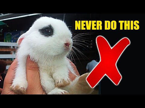 , title : '8 Things You Should NEVER do To Your Rabbit'