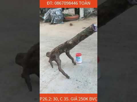 26/10(đã GL) 3 PHÔI MAI RỪNG PHÚ YÊN XIN MỜI CÁC BẠN! ĐT 0867098446 TOÀN