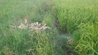 RA RUỘNG TÌM RAU NẤU CANH.