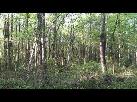 Lot 40 Pine Hill Road, Townsend, GA Presented by Tom McBride.