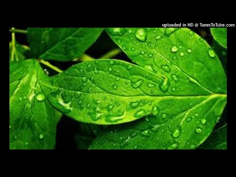 Hạt mưa long lanh - Quốc Tuấn