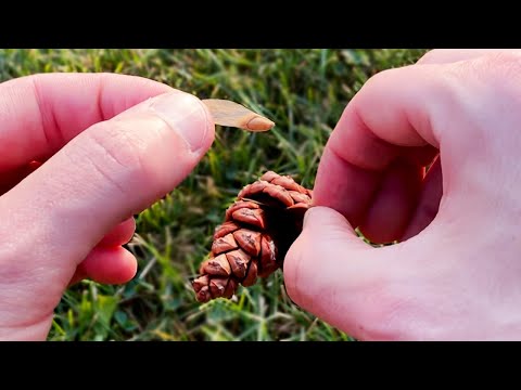 Pine Tree Seed Collection - How to