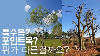 특수목과 포인트목의 차이를 아시나요? (정원,공원,조경나무)