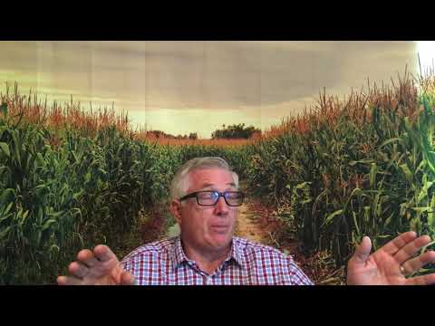 B73xMo17 -The most important Maize Hybrid and Maize Breeding population In the history of the World