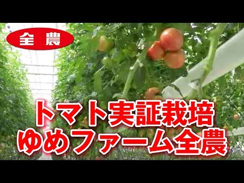 , title : 'トマト実証栽培　ゆめファーム全農　栃木県'