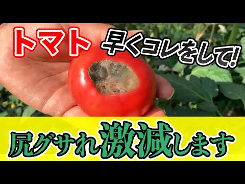 トマトの黒いお尻と自然に戦うにはどうすればよいですか？  庭園