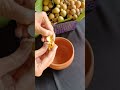 Kusum Berry Kusum Fruit