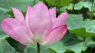 2025 8 04 荷花與黃果垂榕 +毛將軍，黃槿 美極了