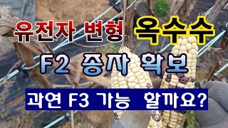 [텃밭농부 1,737]  유전자 변형 옥수수 F3 재배 가능 할까요? #옥수수재배