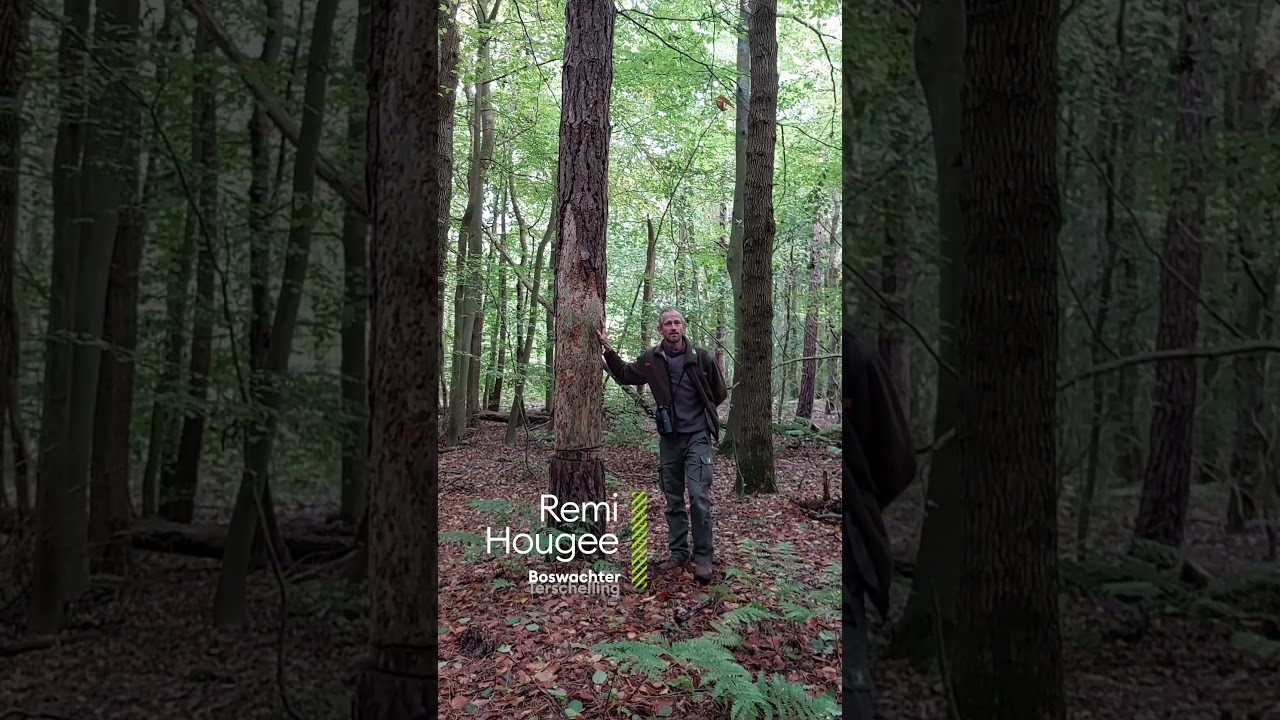 Geringde bomen - Remi Hougee