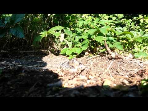 White Footed Mouse Release