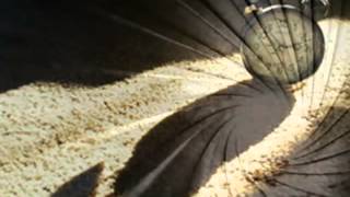 Patxi García Alis + Santiago Auserón + Shuarma - A cara o cruz