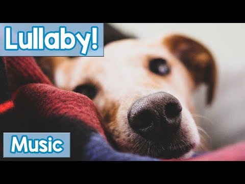 download lagu mp3 mp4 Dog Lullaby, download lagu Dog Lullaby gratis, unduh video klip Dog Lullaby
