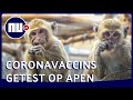 Waarom apen als proefdieren voor coronavaccins worden ingezet NU.nl