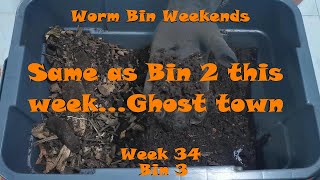 Worm Bin Weekends! Week 34 - Bin 3: Same as Bin 2 this week...Ghost town